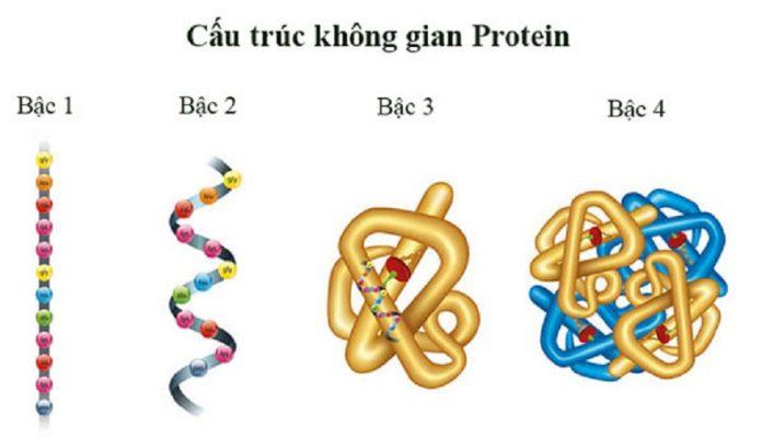 Protein có cấu trúc rất phức tạp (Ảnh: Internet).