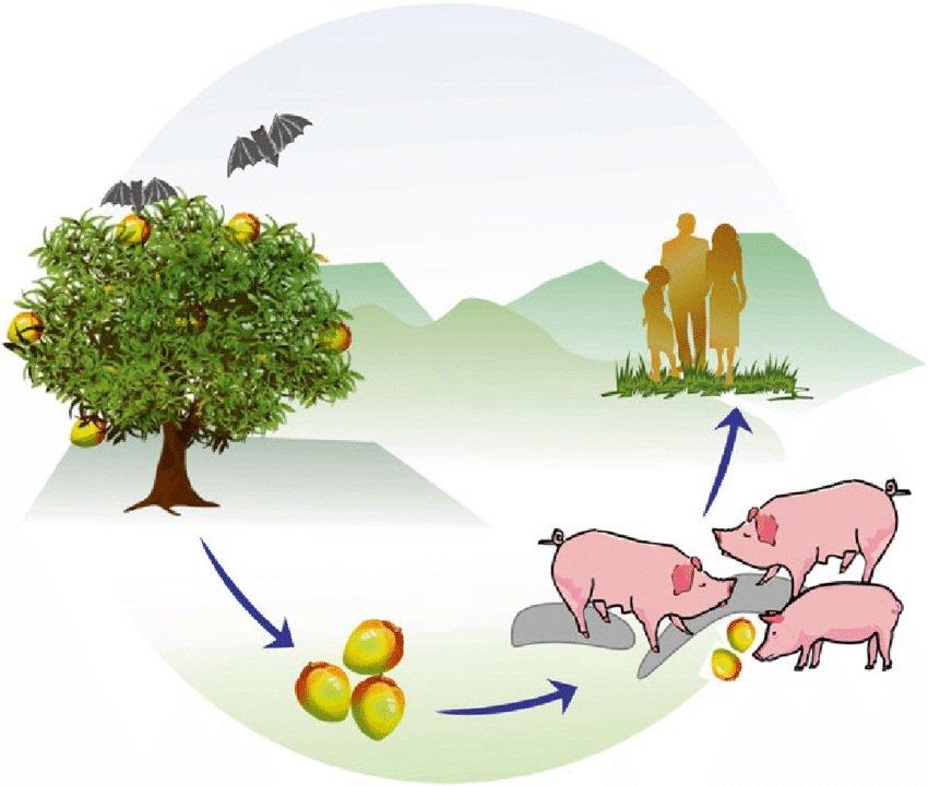 Virus Nipah có thể lây từ vật nuôi như lợn sang người (Ảnh: Internet).