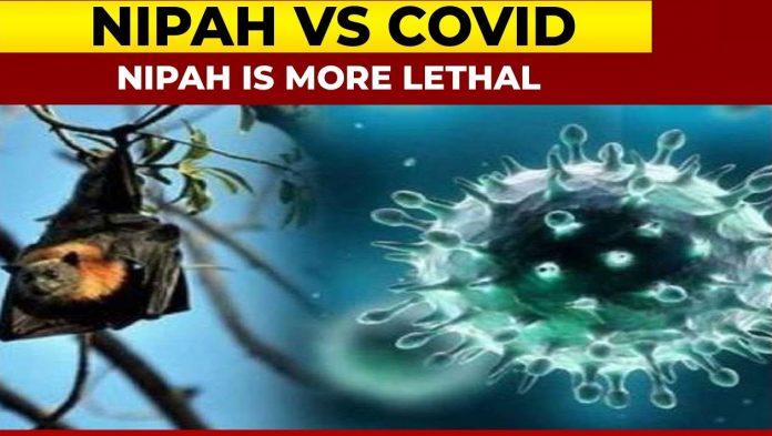 Virus Nipah có tỷ lệ tử vong cao hơn COVID-19 (Ảnh: Internet).