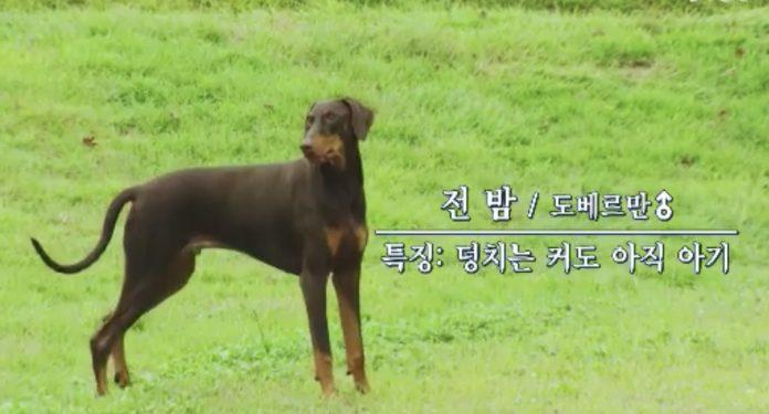 Bam - bé cún mới của Jungkook. (Ảnh: Internet)