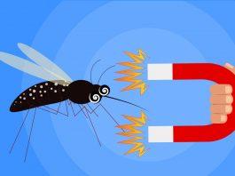 Bạn có phải là tuýp người hút muỗi? (Ảnh: Internet).