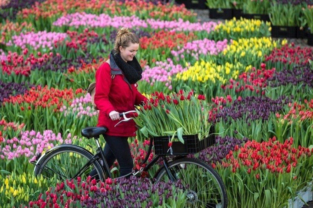 Hà Lan hay Amsterdam nổi tiếng với hoa Tulip