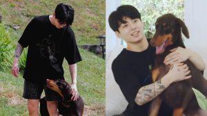 Những khoảnh khắc của Jungkook BTS và cún cưng khiến netizen thay đổi suy nghĩ về giống chó hung dữ "Doberman"