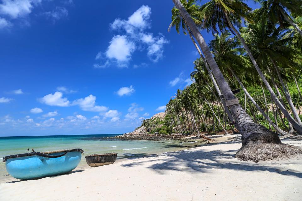 Những cây dừa nghiêng mình hướng ra biển tạo nên khung cảnh nên thơ - Ảnh: internet