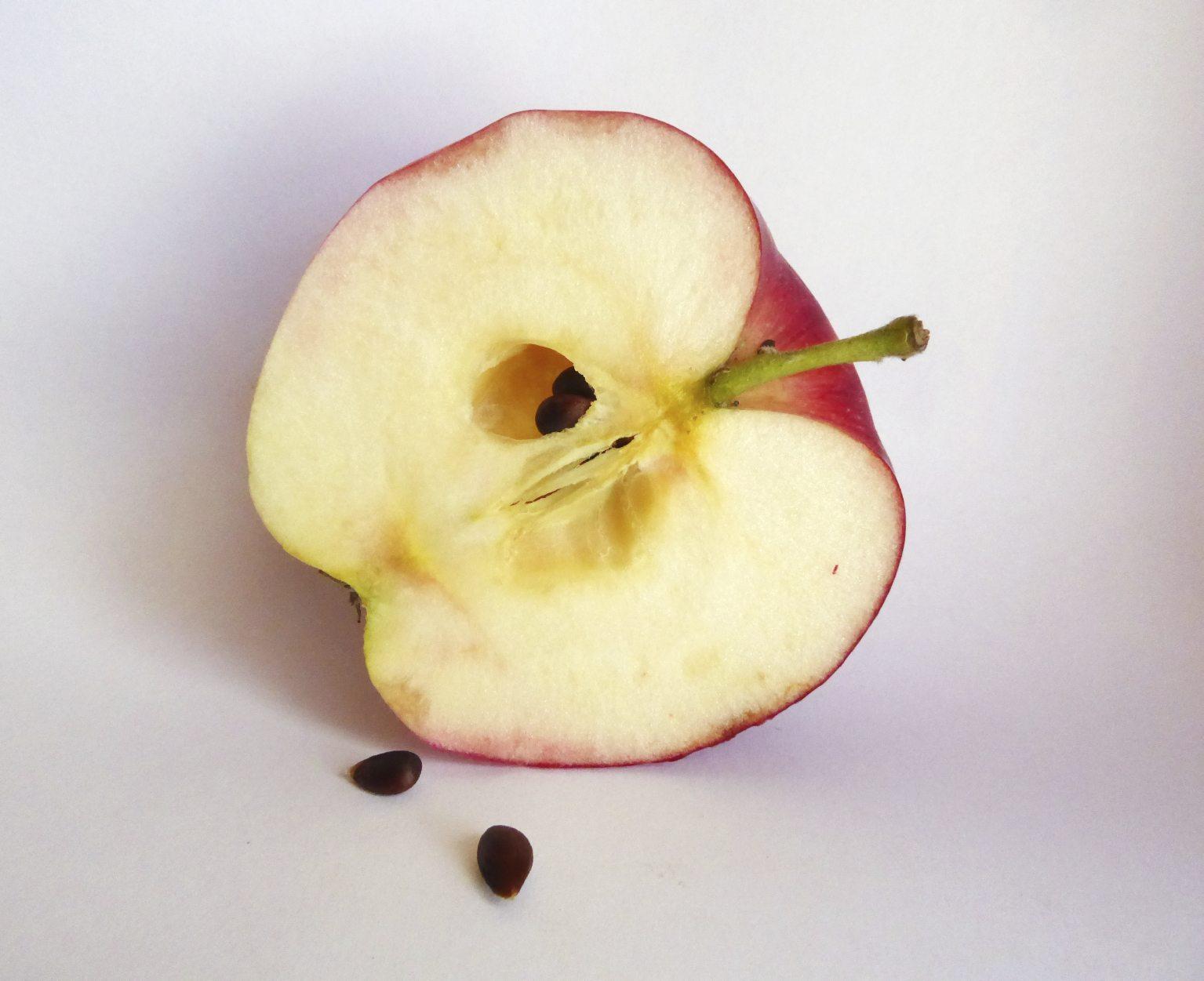 Яблоко съедобная. Яблочные семена. Яблочные косточки. Семечко яблока. Семена яблока в разрезе.
