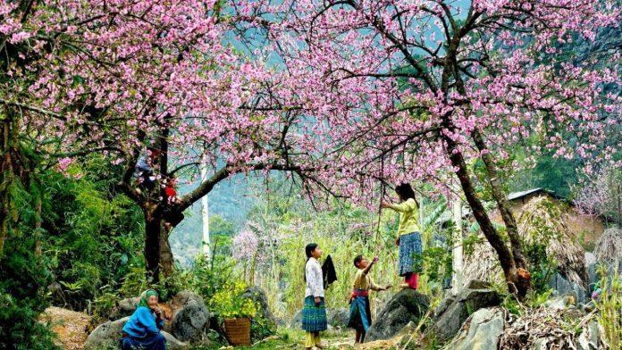 Hoa đào nở báo hiệu mùa xuân về - Ảnh: Internet Hoa đào nở báo hiệu mùa xuân về - Ảnh: Internet