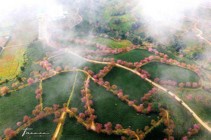 Hoa đào Sapa bắt đầu nở rộ từ đầu tháng 12 - Ảnh: Binh Nguyen Hoa đào Sapa bắt đầu nở rộ từ đầu tháng 12 - Ảnh: Binh Nguyen