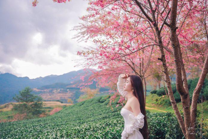 Hoa đào nở rộ nên chỉ cần giơ máy lên là có ảnh đẹp - Ảnh: Toản Haly Hoa đào nở rộ nên chỉ cần giơ máy lên là có ảnh đẹp - Ảnh: Toản Haly