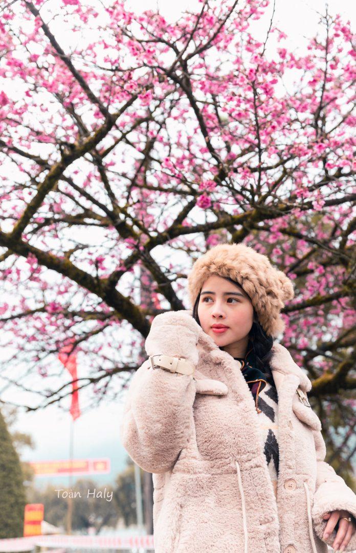 Hoa đào nở rộ ở khu vực UBND Thị xã - Ảnh: Toản Haly Hoa đào nở rộ ở khu vực UBND Thị xã - Ảnh: Toản Haly