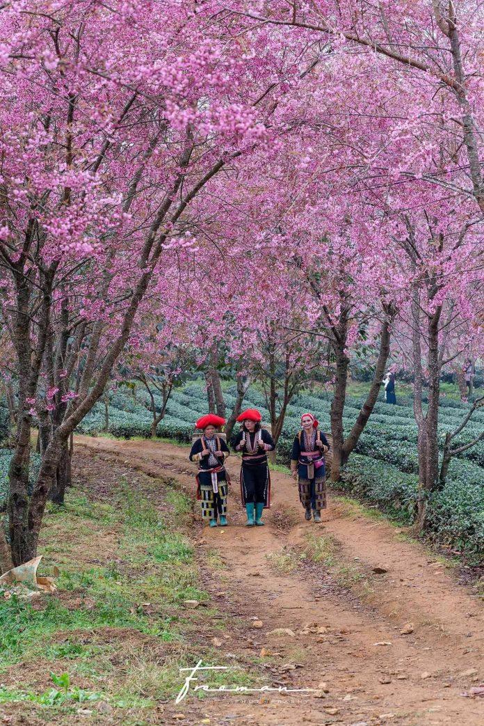 Bất cứ góc nào có hoa đào cũng rất lung linh - Ảnh: Binh Nguyen Bất cứ góc nào có hoa đào cũng rất lung linh - Ảnh: Binh Nguyen