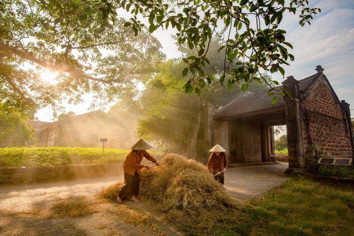 Bình yên mùa thu hoạch lúa chín - Ảnh: Nina May