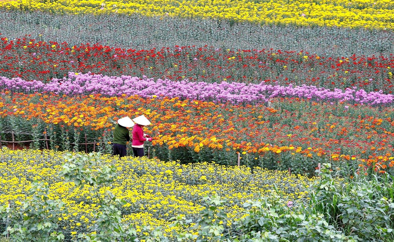 Những cánh đồng hoa trải dài ở làng hoa Vạn Thành (Nguồn: Internet).