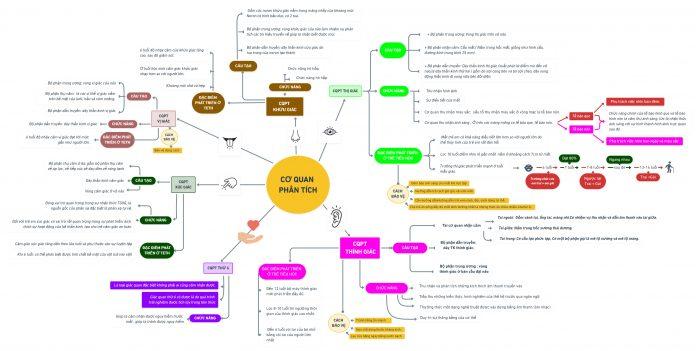 Sơ đồ tư duy được làm trên web Whimsical