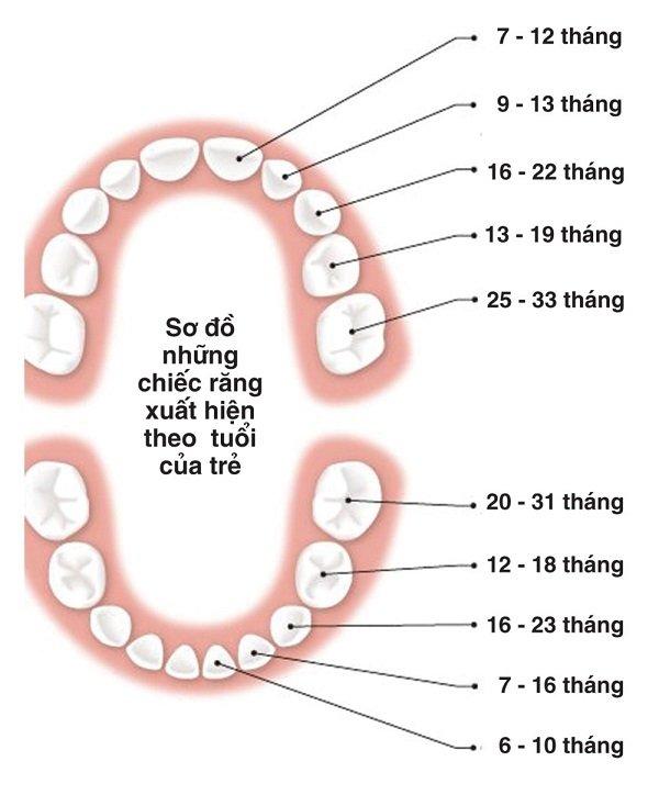 Thời điểm mọc răng bình thường ở trẻ nhỏ (Ảnh: Internet).