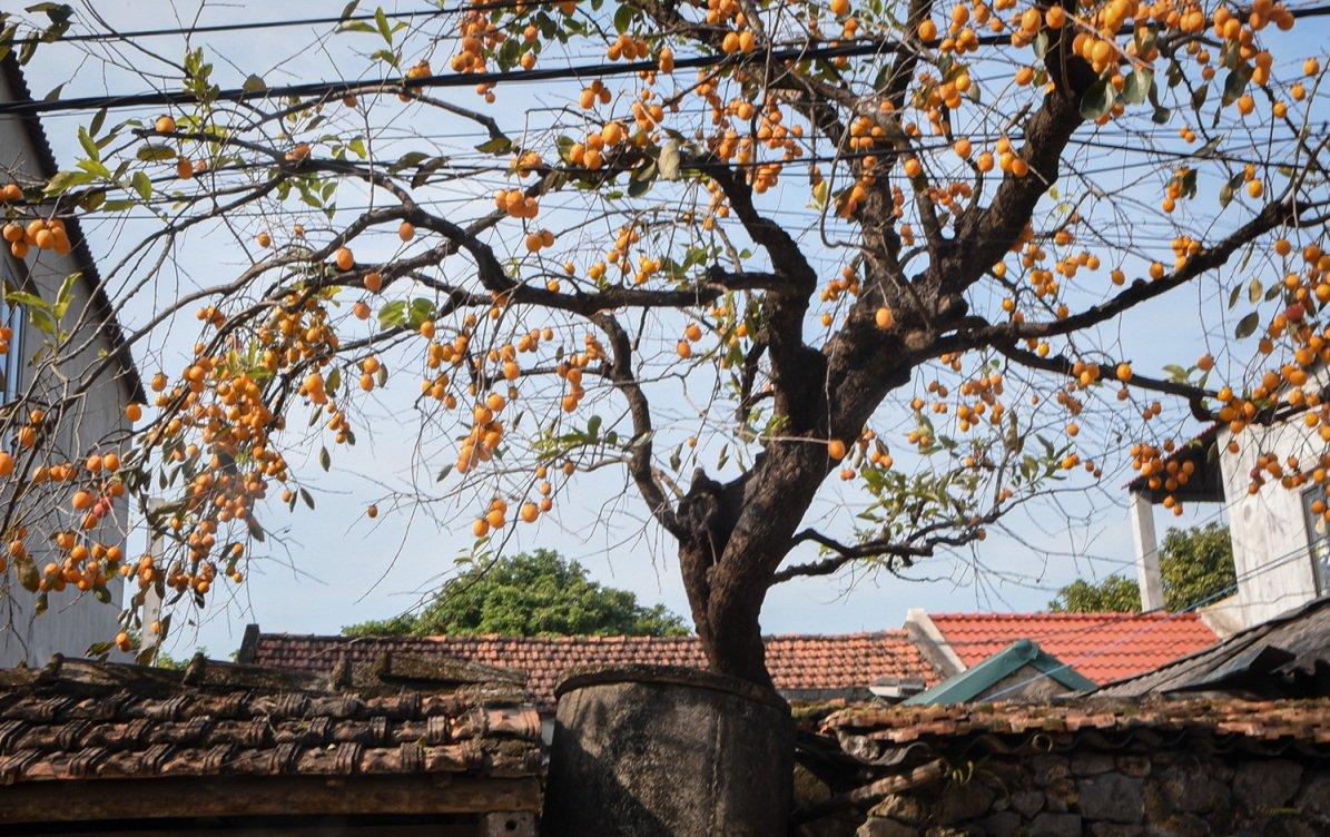 Cây hồng trăm tuổi “làm mưa làm gió” ở Ninh Bình, mãn nhãn những bộ ảnh  trong trang phục Việt - BlogAnChoi