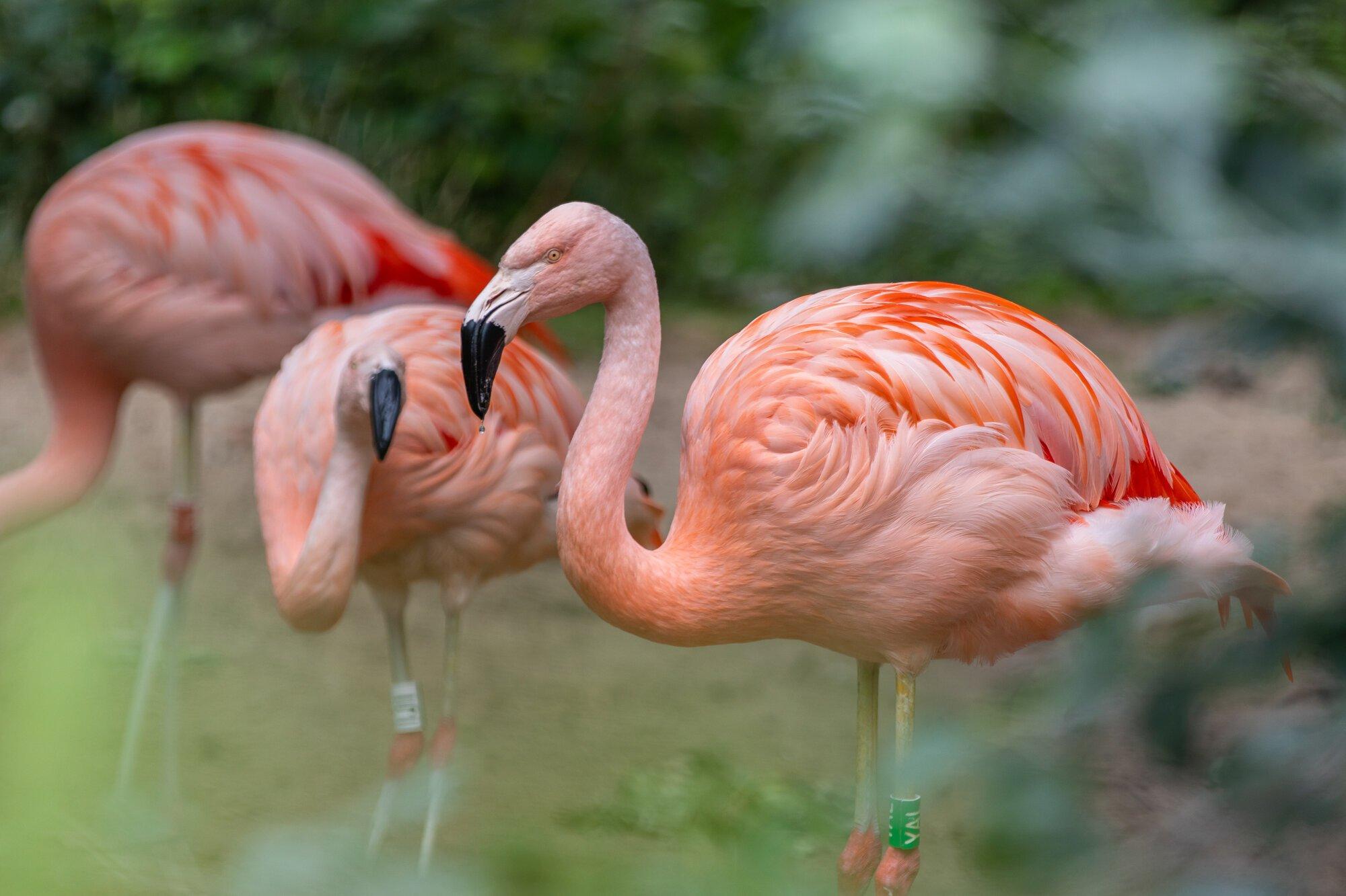Những chú chim hồng hạc với màu lông đặc trưng tuyệt đẹp (Nguồn: Internet).