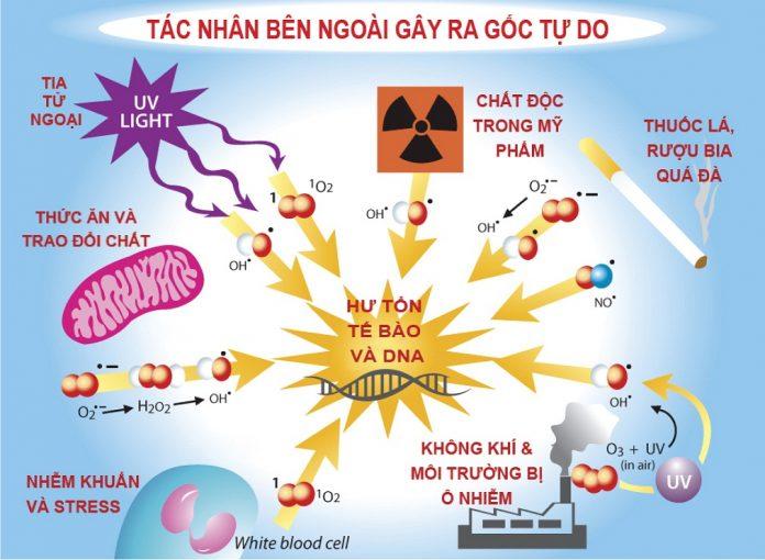 Gốc tự do là thủ phạm làm hư hại tế bào (Ảnh: Internet).