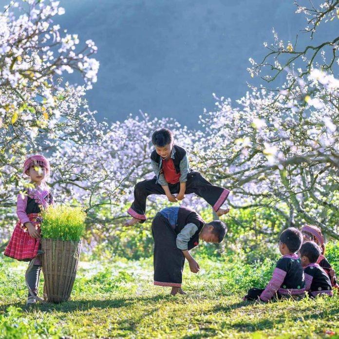 Hoa mận vào mùa nở trắng rừng - Ảnh: Nina May Hoa mận vào mùa nở trắng rừng - Ảnh: Nina May