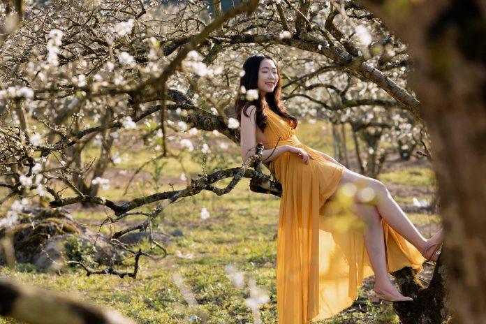 Hoa mận nở rộ từ cuối tháng 12 - Ảnh: Ngựa Hoang Hoa mận nở rộ từ cuối tháng 12 - Ảnh: Ngựa Hoang