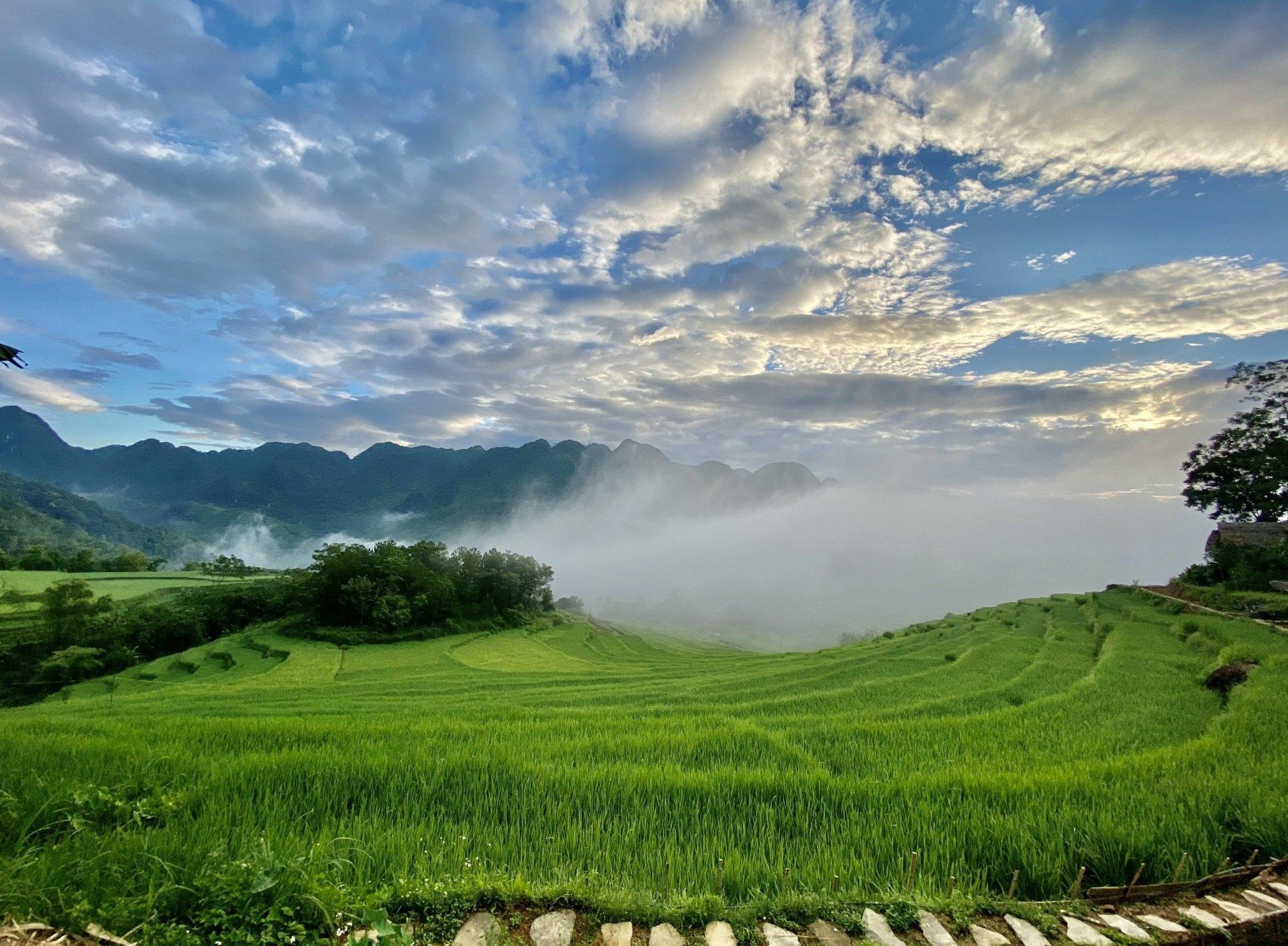 Cánh đồng lúa xanh ngát trải dài tại Pù Luông (Nguồn: Thu Phương)