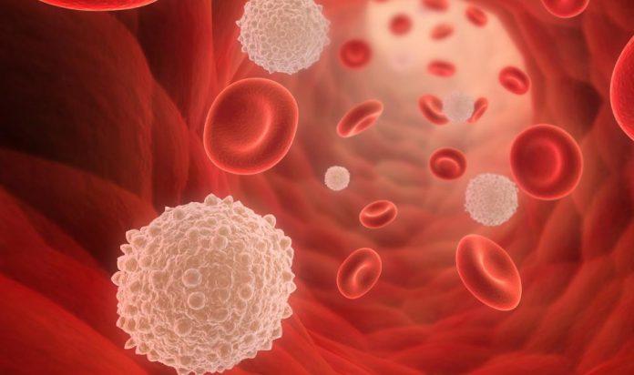 Tế bào bạch cầu có chức năng miễn dịch bảo vệ cơ thể (Ảnh: Internet).