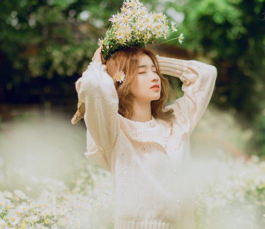 Cúc họa mi nở rộ ở Bãi Đá - Ảnh: Đéng Trần