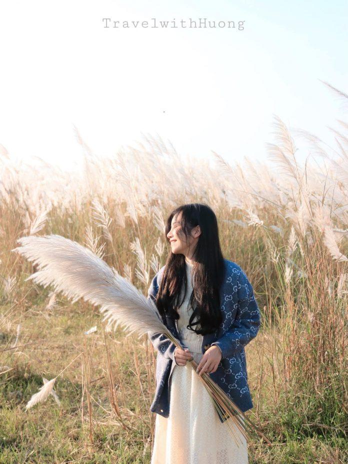 Vườn cỏ lau chưa bao giờ hết hot - Ảnh: Huong Nguyen Vườn cỏ lau chưa bao giờ hết hot - Ảnh: Huong Nguyen