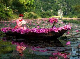 Thuyền được trang trí hoa súng (nguồn: FB Check in Ninh Bình)
