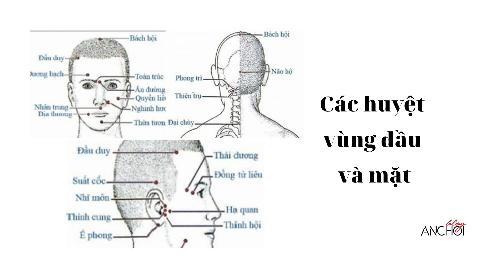 Một số huyệt đạo vùng đầu và mặt (Ảnh: Internet)