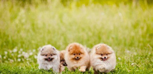 8 lợi ích đáng kinh ngạc mà sen nhận được khi nuôi chó 8 lợi ích đáng ngạc nhiên mà việc nuôi chó mang lại