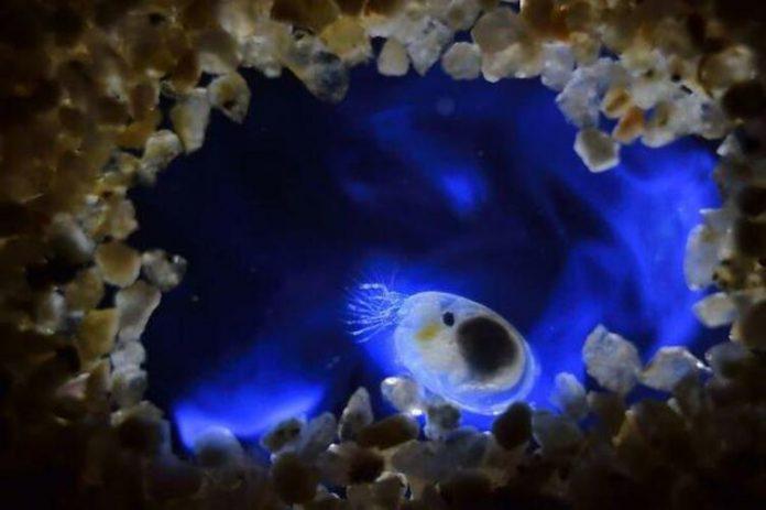 Đom đóm biển phát quang sinh học (Vargula hilgendorfii) tạo ra ánh sáng xanh lam sáng (Nguồn ảnh : Nature Picture Library).