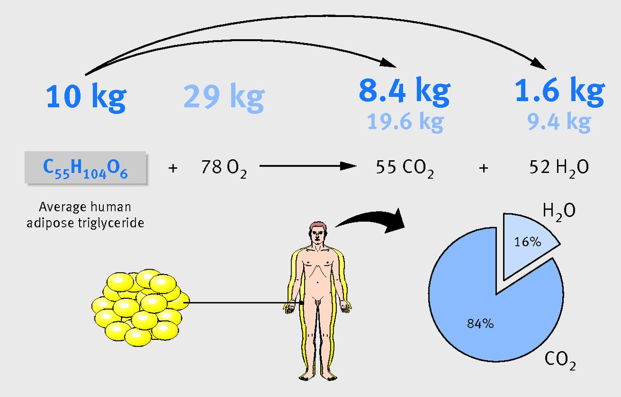 Ví dụ minh họa về sự chuyển hóa của mỡ (Nguồn: Internet).