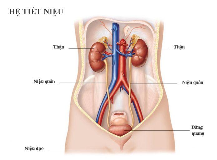 Các cơ quan của đường tiết niệu (Ảnh: Internet).