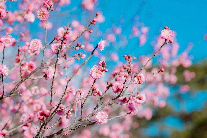 Sắc hồng mùa xuân của hoa mơ nổi bật giữa nền trời xanh. (Ảnh: Internet)
