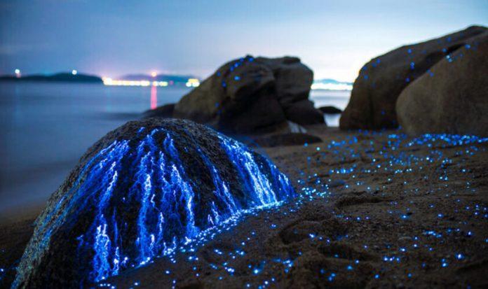 Hàng ngàn chú tôm phát sáng trên mỏm đá thuộc bãi biển Seto (Nguồn ảnh: Internet)