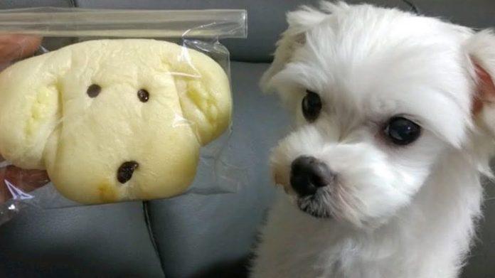 Cún cưng Gureum của Jungkook (Ảnh: Internet)