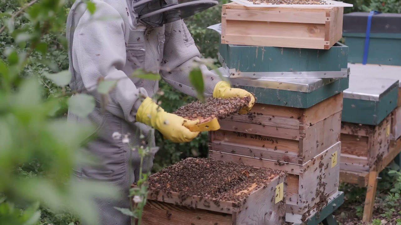 Khai thác mật ong. (Nguồn: Internet)