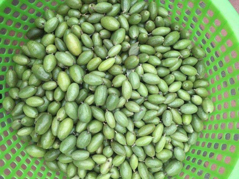 Nhót xanh (Ảnh: Internet)