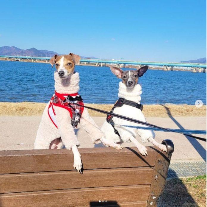 Do đó mà Jungkook và gia đình đã nuôi cùng lúc Paengie và Songie (Ảnh: Instagram)