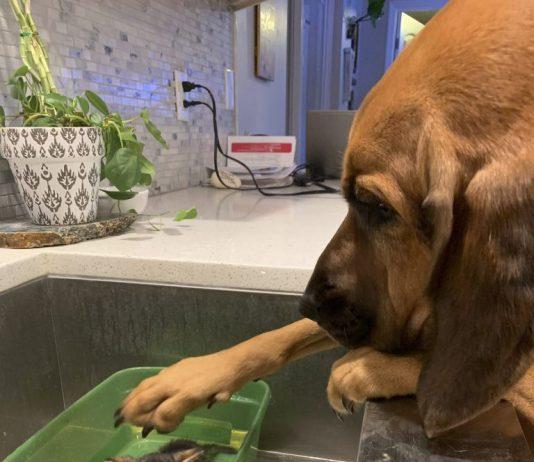 Ruby Jane xoa đầu chú mèo con trong lần tắm đầu đời của mình (Ảnh: Internet)