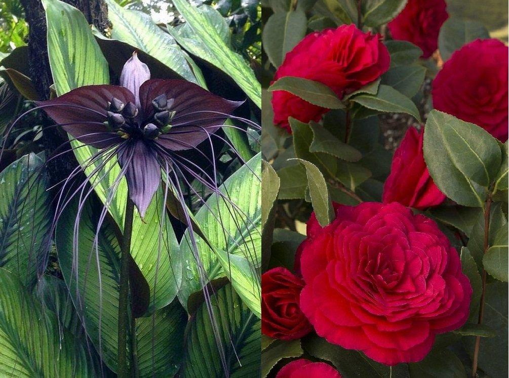 7 loài hoa quý hiếm độc lạ trên thế giới sẽ khiến bạn thích thú ngỡ ngàng ngơ ngác - BlogAnChoi