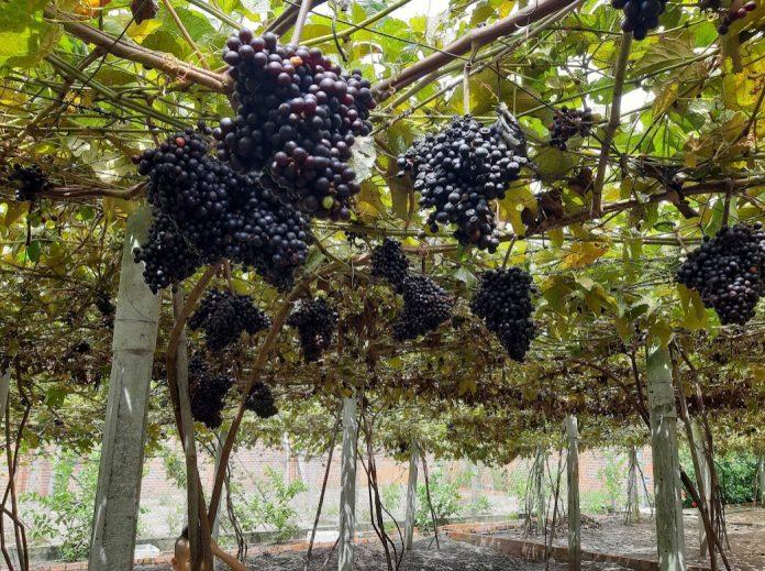 Vườn nho Tây Ninh vào mùa thu hoạch. (Ảnh: Internet)