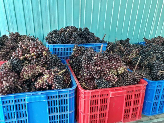 Nho được thu hoạch đang chờ chế biến. (Ảnh: Internet)
