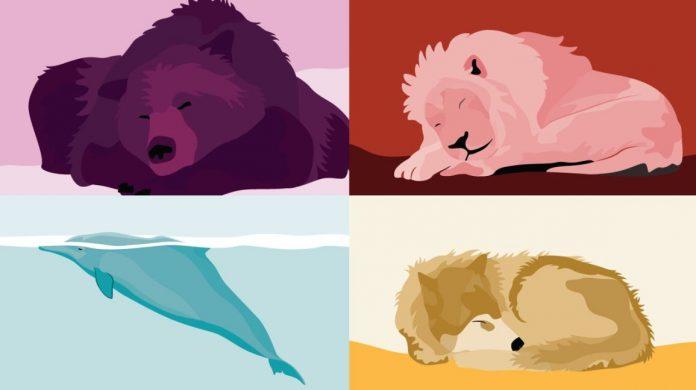Các loài động vật tượng trưng cho các kiểu người khác nhau (Ảnh: Internet).