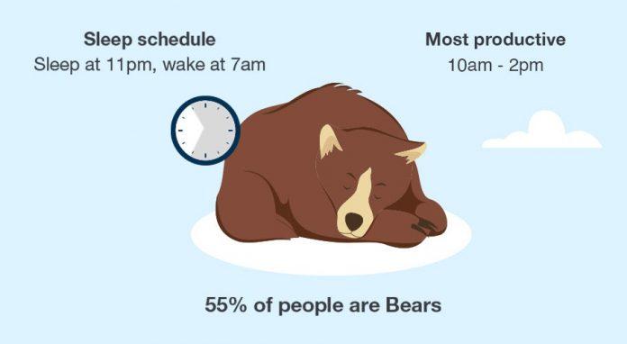 Gấu hoạt động tốt nhất vào khoảng 10 giờ sáng đến 2 giờ chiều (Ảnh: Internet).