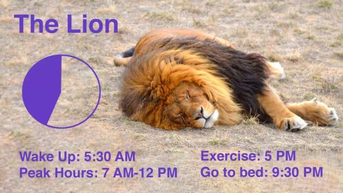 Sư tử thích hợp với buổi sáng sớm (Ảnh: Internet).