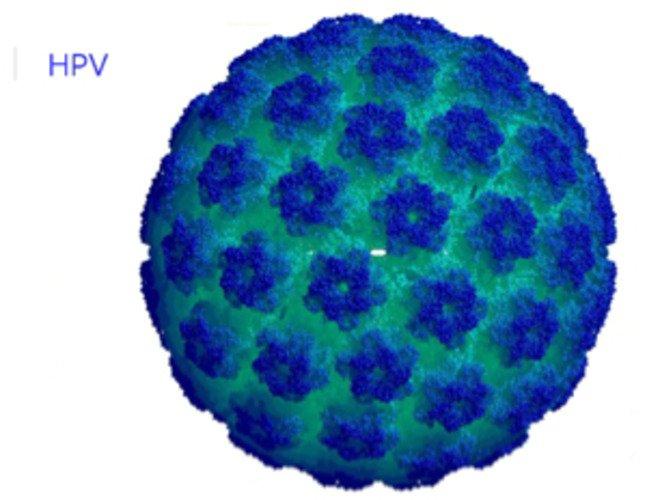 Virus HPV (Ảnh: Internet).