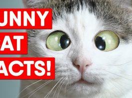 Fun facts: Bạn đã biết đủ nhiều về mèo nhà mình chưa? Thông tin thú vị về mèo (Nguồn: Internet)