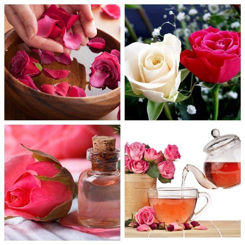 Hoa hồng chứa rất nhiều vitamin và tinh dầu áp dụng vào làm nước hoa hồng chăm sóc ra rất tốt nha( Nguồn: Internet )