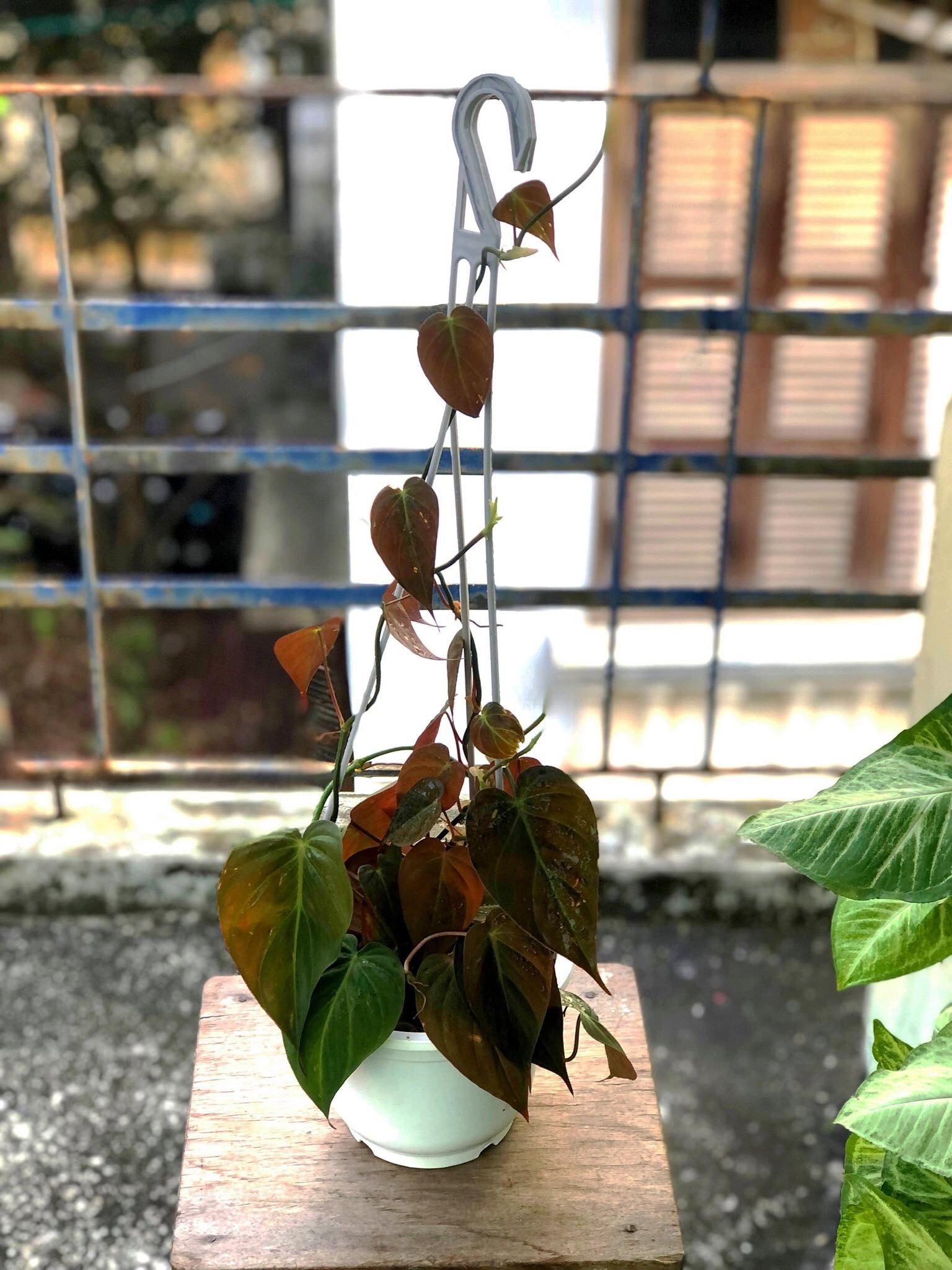 Chậu cây leo Philodendron Micans yêu thích nhất của mình (Ảnh Insta: kplan.t)